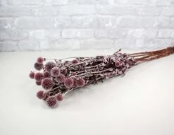 Preserved Echinops - Burgundy