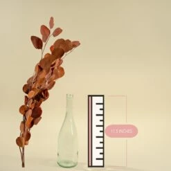 Preserved Silver Dollar Eucalyptus - Autumn -Flowers Sales 2024 preserved silver dollar eucalyptus autumn 111313