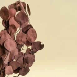 Preserved Silver Dollar Eucalyptus - Burgundy -Flowers Sales 2024 preserved silver dollar eucalyptus burgundy 154973