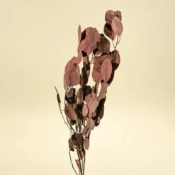 Preserved Silver Dollar Eucalyptus - Burgundy -Flowers Sales 2024 preserved silver dollar eucalyptus burgundy 226004