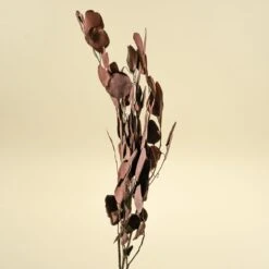 Preserved Silver Dollar Eucalyptus - Burgundy -Flowers Sales 2024 preserved silver dollar eucalyptus burgundy 449971