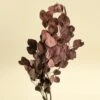Preserved Silver Dollar Eucalyptus - Burgundy -Flowers Sales 2024 preserved silver dollar eucalyptus burgundy 458679