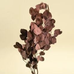 Preserved Silver Dollar Eucalyptus - Burgundy