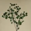 Preserved Silver Dollar Eucalyptus - Green 2 Preserved Silver Dollar Eucalyptus - Green -Flowers Sales 2024 preserved silver dollar eucalyptus green 373099