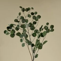 Preserved Silver Dollar Eucalyptus - Green
