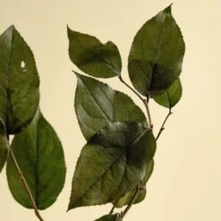 Salal - Green (Preserved) 14 Salal - Green (Preserved) -Flowers Sales 2024 salal green preserved 632912