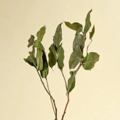 Salal - Green (Preserved) 16 Salal - Green (Preserved) -Flowers Sales 2024 salal green preserved 809801