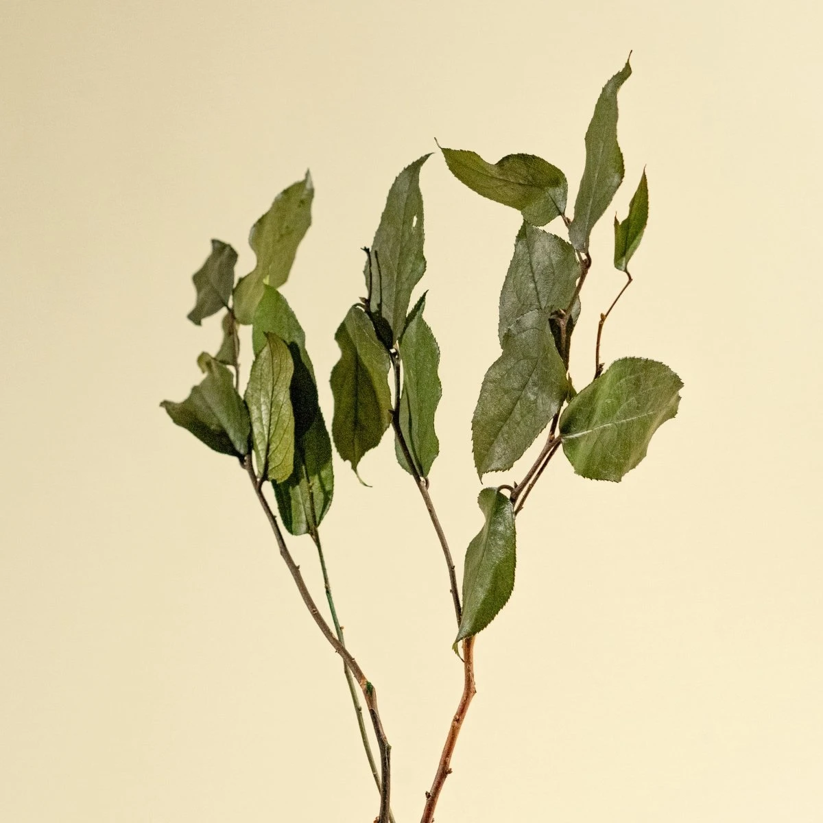 Salal - Green (Preserved) 7 Salal - Green (Preserved) - Image 5