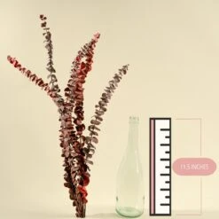 Satin Washed Eucalyptus - Red 9 Satin Washed Eucalyptus - Red -Flowers Sales 2024 satin washed eucalyptus red 300020