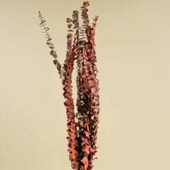 Satin Washed Eucalyptus - Red 11 Satin Washed Eucalyptus - Red -Flowers Sales 2024 satin washed eucalyptus red 737404