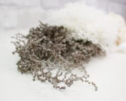 Silver Sage Boutonniere (Set Of 3)* 19 Silver Sage Boutonniere (Set Of 3)* -Flowers Sales 2024 silver sage boutonniere set of 3 602356