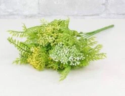 Skimmia Bush - White/Yellow