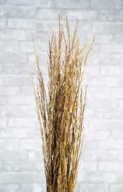 Sorso Tree -Flowers Sales 2024 sorso tree 361479