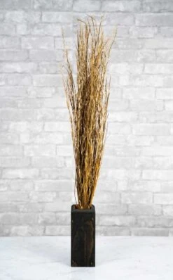 Sorso Tree -Flowers Sales 2024 sorso tree 938820