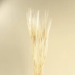 Triticum Wheat Grass (Bleached) -Flowers Sales 2024 triticum wheat grass bleached 428048