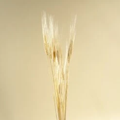 Triticum Wheat Grass (Bleached) -Flowers Sales 2024 triticum wheat grass bleached 584351