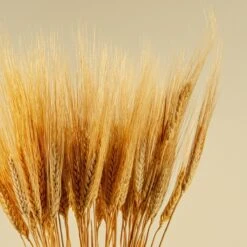 Triticum Wheat Grass (Natural) -Flowers Sales 2024 triticum wheat grass natural 272547