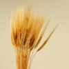 Triticum Wheat Grass (Natural) -Flowers Sales 2024 triticum wheat grass natural 293363